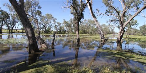 Condamine Caliguel Lagoon Western Downs Regional Council