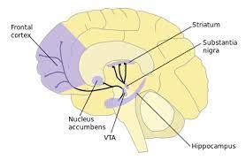 Striatum