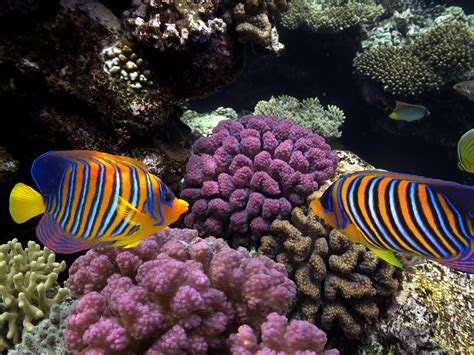 El Doc Y El Poc En El Acuario Marino Revista Corales Y Marinos