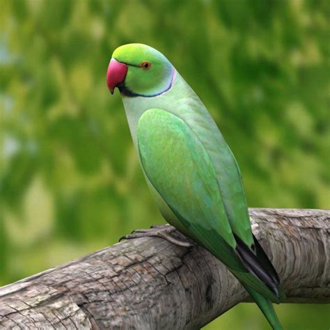 Green Parrot Prato