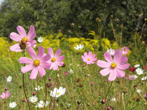 Cosmos Bipinnatus Cav Plants Of The World Online Kew Science