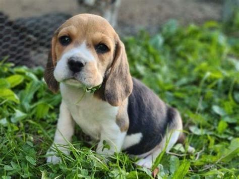 2 chiots LOF Beagles tricolores à vendre Petite Annonce chien