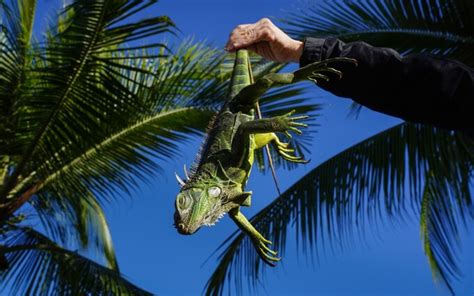 Its So Cold In The Us Freezing Iguanas Are Falling Out Of Trees