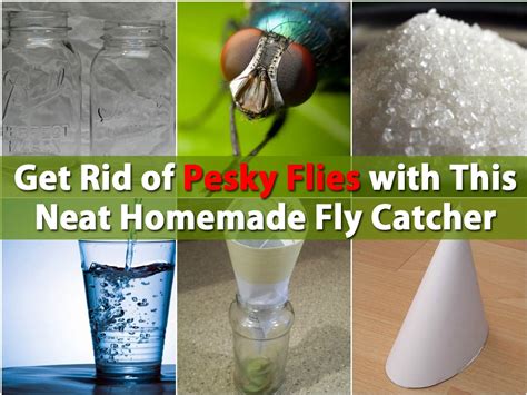 How To Get Rid Of Flies With This Diy Fly Catcher Diy Crafts