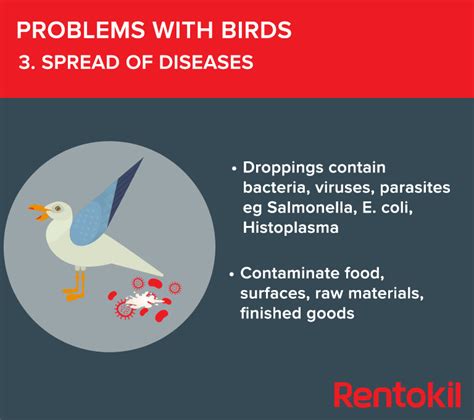 The problems caused by birds on commercial properties | Rentokil