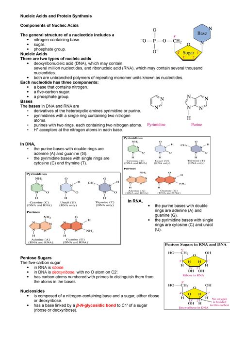 Biochemistry Nucleic Acid Transes All About Nucleic Acid Nucleic Acids And Protein Synthesis