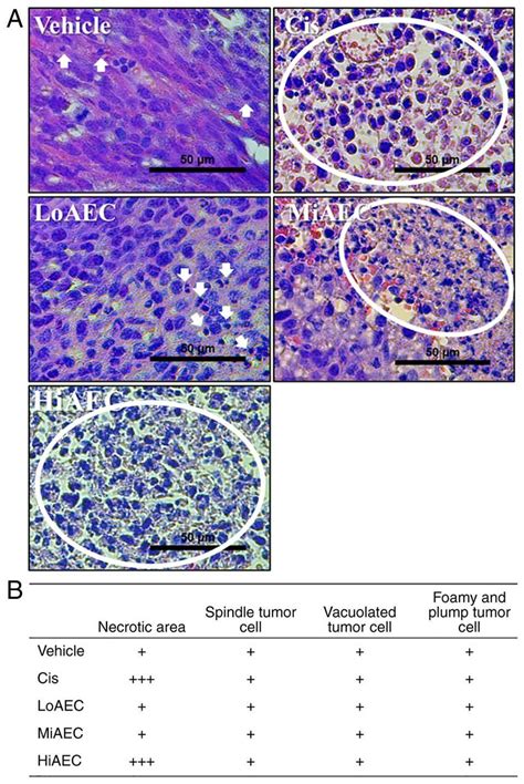 Histological Structure Of Ct26 Tumors In Balbckorl Syngeneic Mice A