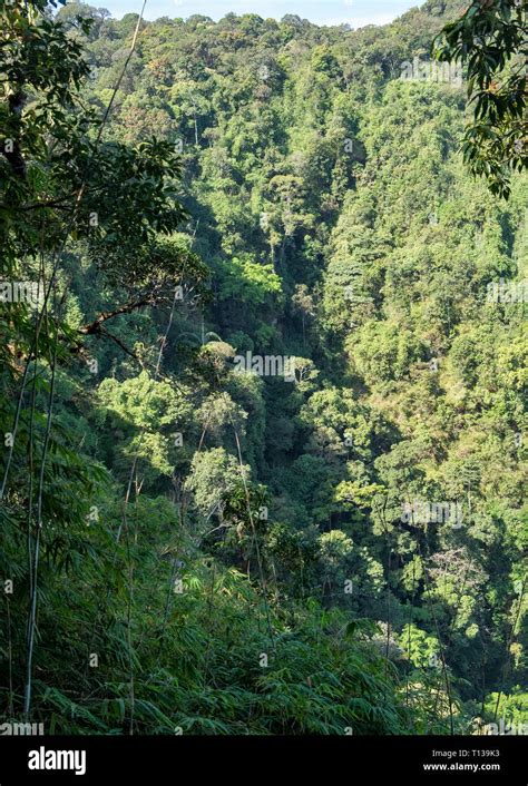 Tropical Evergreen Trees