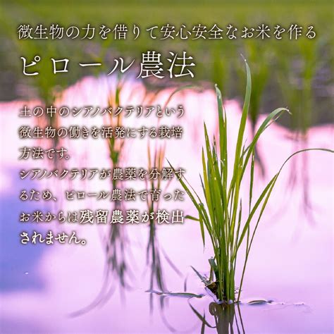 【楽天市場】【ふるさと納税】【令和6年産 新米】【孫のために作りました】ピロール米 コシヒカリ 玄米 5kg 化学肥料・農薬50％減【玄米食に