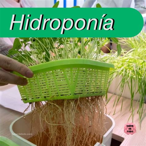 Hidropon A Lo Que Debes Saber De Este Tipo De Cultivo