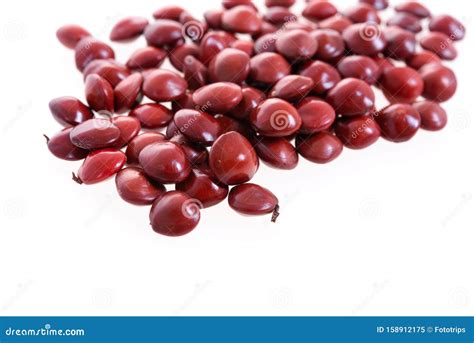 Red Sandalwood Seeds Adenanthera Pavonina Seeds on White Background ...