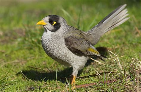 Indian Myna And Noisy Miner Birds