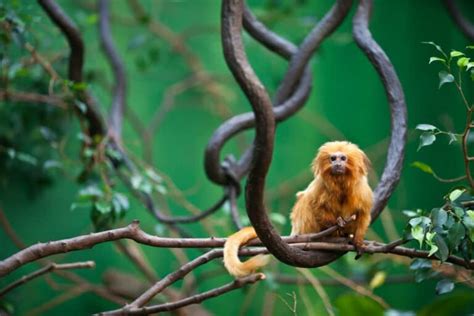 Old World Monkeys vs. New World Monkeys: 7 Key Differences - A-Z Animals