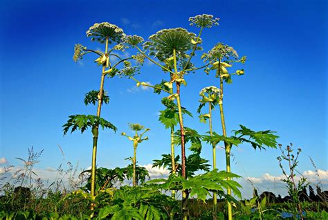 Les Plantes Toxiques Pour Les Chevaux Le Guide Complet Contre Galop