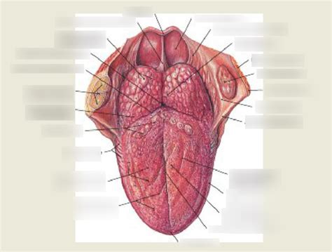 lingua Diagram | Quizlet