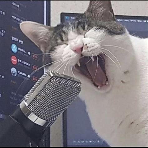 Cat Singing into Microphone Blank Template - Imgflip