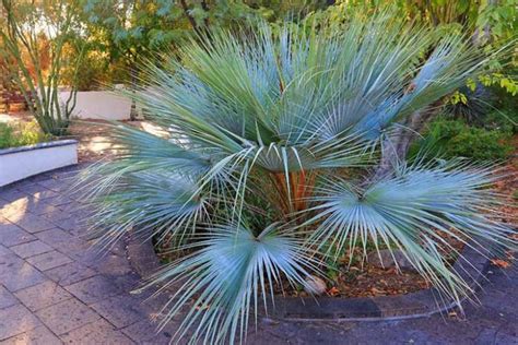 Brahea Armata Mexican Blue Palm