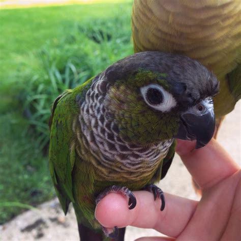 Bailey Is Half Black Cap Conure And Half Green Cheek Conure By Annie