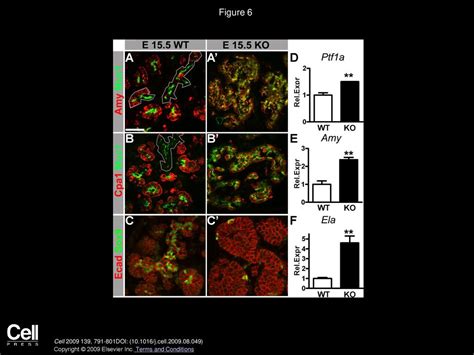 Cdc42 Mediated Tubulogenesis Controls Cell Specification Ppt Download