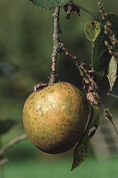 Apfel Apfelbaum Obst Kostenloses Foto Auf Pixabay Pixabay