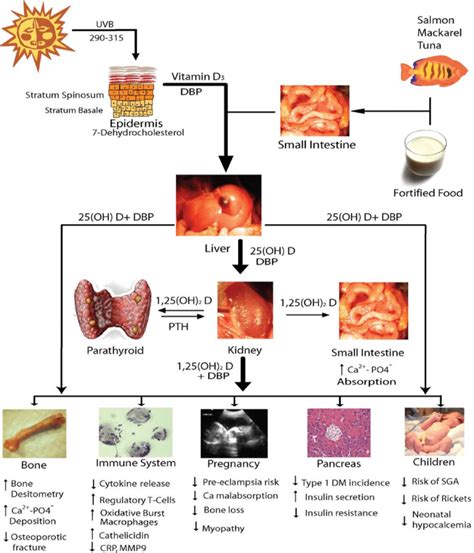 Vitamin D Metabolism And Tissue Actions 10 25 OH D 25 Hydroxy