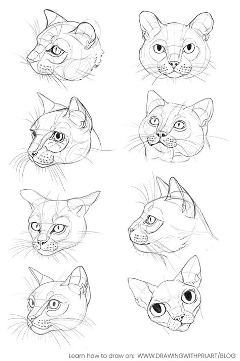 Cat heads drawing refrences in 2023 | Cat sketch, Cats art drawing, Cat ...