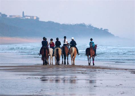 Horse Club Photograph by Anthony Wilson | Fine Art America