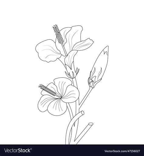 Hibiscus flower drawing coloring page Royalty Free Vector