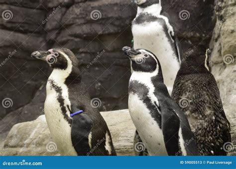 Humboldt Penguins or Spheniscus Humboldti Stock Image - Image of mammal ...