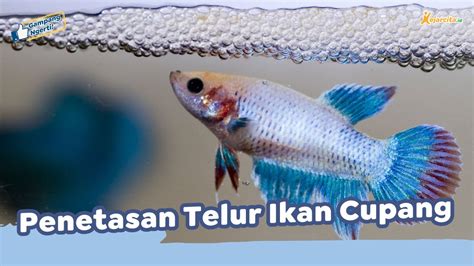 Penetasan Telur Ikan Cupang Soal Wirausaha Budi Daya Pembenihan Ikan