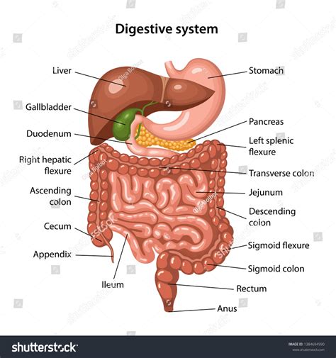 Human Stomach Diagram