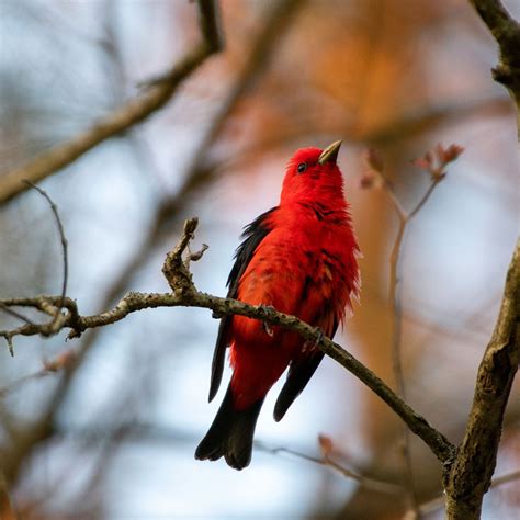 2022 Judges Tips Lia Bocchiaro — Birdlife Australia Photography Awards