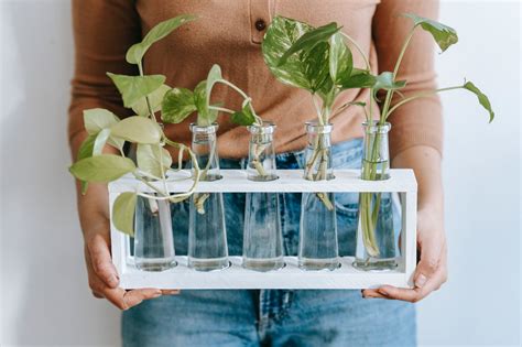 Plantas Que Crescem Na Gua Uma Maneira F Cil De Cultivar Em Casa