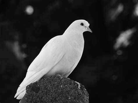 White Dove Symbolism: Peace, Love, And Wisdom