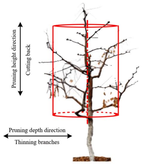 The schematic diagram for the agronomic analysis of jujube tree pruning ...