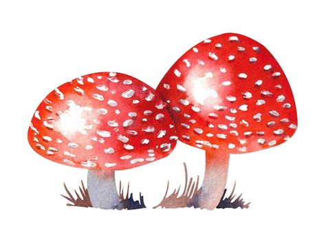 Premium Photo Watercolor Fly Agaric Two Red Fly Agaric In The Grass