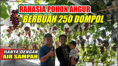 RAHASIA POHON ANGGUR BERBUAH 250 DOMPOL YouTube