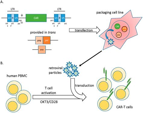 Biomedicines Free Full Text Genetic Modification Of T Cells