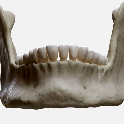 Human Jaw Anatomy - 3D Model by zames1992d