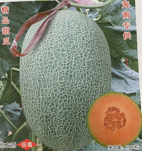 Chinese F1 Sweet Hami Musk Melon Cantaloupe Seeds For Sale Big Fragrance