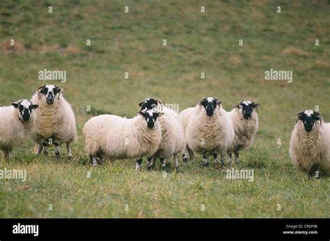 SCOTTISH HIGHLAND SHEEP (EWES Stock Photo - Alamy