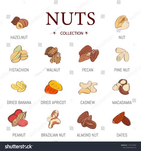 Nuts Vector Set Nuts Vector Nutshell Stock Vector Royalty Free