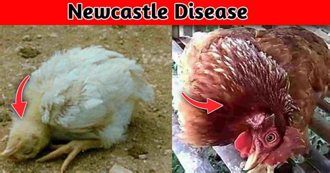 5 Most Common Chicken Diseases During Winter Season