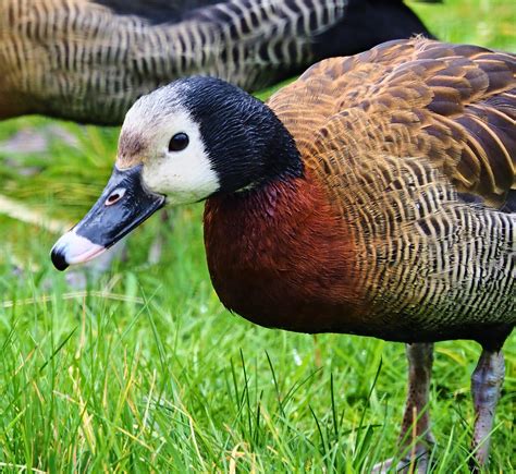 White Faced Whistling Duck Olwyn Mcewen Flickr