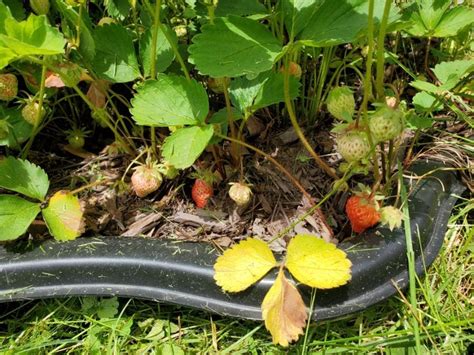 Reasons Your Strawberry Leaves Are Turning Brown And How To Fix It