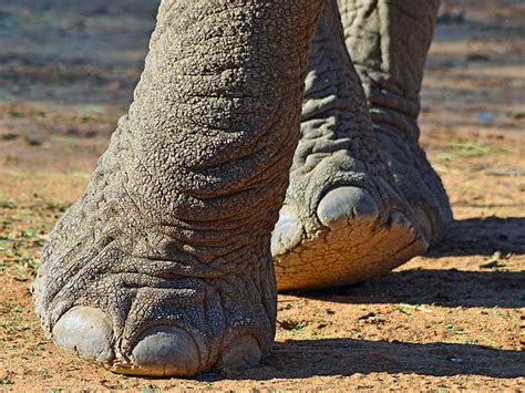 Elephant Feet Stock Photos, Pictures & Royalty-Free Images - iStock