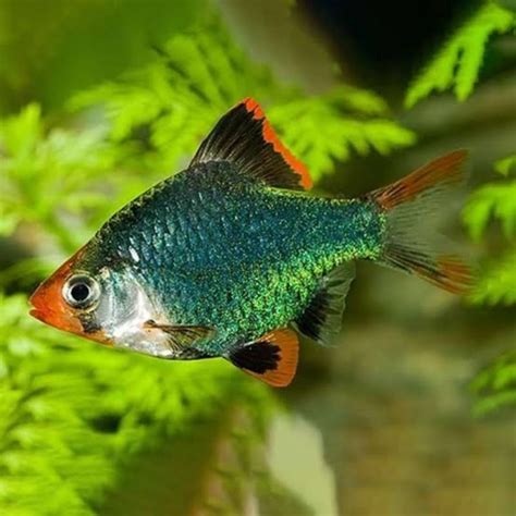 Jual Ikan Sumatra Hijau Ikan Hias Ikan Aquascape Shopee Indonesia