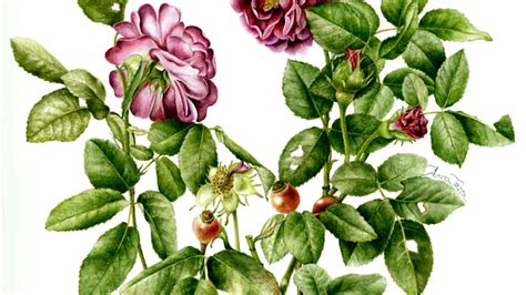 Mostra Rosa Fragrans Disegni E Acquerelli Di Aurora Tazza Al Museo