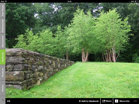 Love These Multi Stemmed Silver Birch Backyard Landscaping Landscape