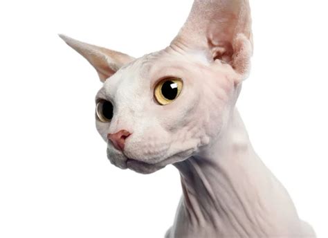 Side View Of Sphynx Cat 4 Years Old In Front Of White Background